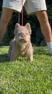 3.8K views · 11 reactions | BurBeary French Bulldog 溺Teddy bear Isabella Owner @socal_fluffy_frenchies ➖➖#fluffyfrenchie #frenchbulldog #frenchie | PAW POINT UK | Facebook