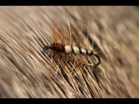 Tying a Super Pupa with Martyn White (dry fly)
