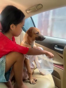 29K views · 464 reactions | Lần sau đi thì buộc củ riềng vão mũi cho đỡ say... | Nghệ An | Facebook