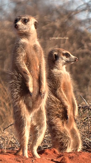 Meerkats in between desert #desert #meerkat #cute #kalahari #africa #nature #stand #wildlife HA55909 | HAWI Studios