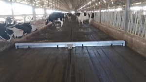 [Hot Item] Dairy Farm Cleaning Equipment Hot DIP Galvanized Automatic Manure Scraper