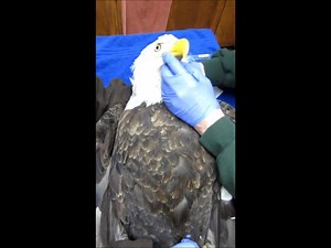 128K views · 2K reactions | Pre-release examination of an adult bald eagle. This eagle was admitted with a very high lead level in early fall. With a level as high as she had she should not have survived. Forgive the spelling error...a middle of the night effort, but to change it we have to delete it and then all the shares go away. No time to worry about that today however...eagle captures going on. | Raptor Education Group, Inc. | Facebook