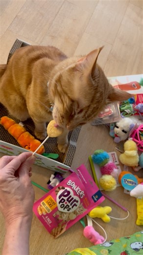 Paws down my favorite thing in my Easter basket! The Bonkers Purr Pops Chicky Licks! 😋#yum (I just love these, we were not paid by this company.) #easter #goodies #grateful #happycat | Tiger JoJo