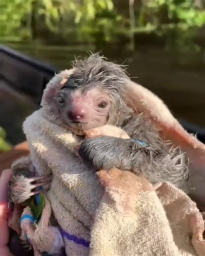so sweet tiny baby sloth | I Love Sloth