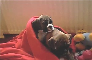 Boxer dogs refuse to go to sleep.