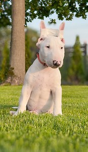 🩹🥸Controversial but sometimes necessary at a certain stage of life. 🐶Ear taping does not hurt the dog, it helps in correct ear positioning. More about it on my 📺YouTube channel —> link in bio 🙌🏻 #wildredguardian #fypシ #bullterrier #puppies #dogsofinstagram #puppylove #fypシ゚viralシ | Wild Red Guardian FCI Miniature Bullterrier Kennel