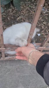 Boxer cat bit my hand. | Jennaconkus