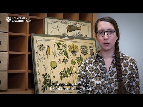 How plants get their scientific names, a short introduction to plant taxonomy