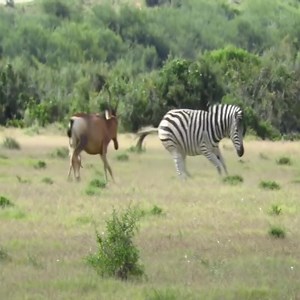 Hartebeest young attacked by zebras | Mirian Alger