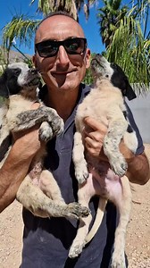 3.1K views · 87 reactions | Bianca e BERNIE DUE ANIME SFORTUNATE finite in canile fin troppo presto La vita non ha donato nulla a questi cuccioli innocenti! Hanno 2 mesi futura taglia media Adottabili in tutta Italia Per info scrivete whats app 3337886219 Rosanna | Canile Sanitario Carini - Associazione Amici degli Animali Onlus | Facebook