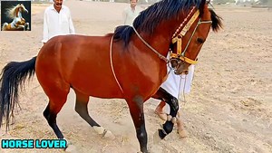 Beautiful Equine Performance 🐴💨🎭 | Horse Lover