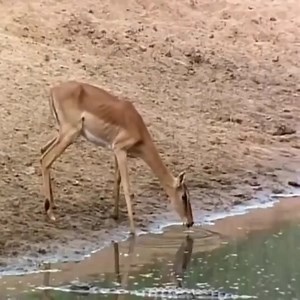 223K views · 1K reactions | Crocodile hunting skills-Crocodile ambushes to hunt....… | Animals World | Facebook