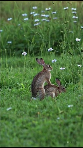 🐇 Rabbit Breeding Process Explained | Natural Mating Behavior