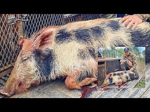 Hog Hunting With Dogs - DANGEROUS Invasive Hogs of the South (Pig Hunting)