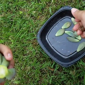 Here's a quick video of how to get rid of a rotten root and stem.  sunshine_succulents | Succulent Plant ID | Facebook