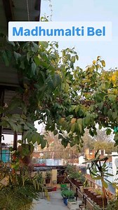 Madhumalti Bel Caretips🌱| Rangoon Creeper Vine #madhumaltiflower #rangooncreeper #vineplants | True Gardening