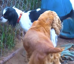 Metnieght Rural Dog Meeting in my village coutry side | Slaven Dogs