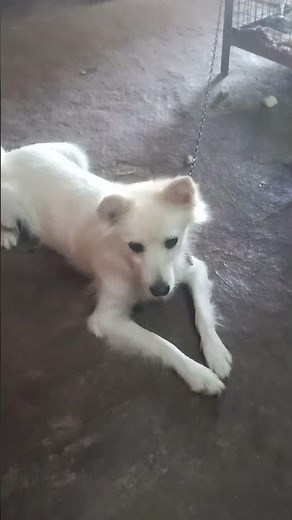 boli #bollywoodsongs peyar #🌹🌹🌹🌹zuki zuki najar teri