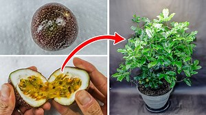 100 days growing passion fruit: Seed to lush vine time-lapse + 601 days in minutes: Amazing plant growth time-lapse compilation