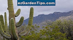 Types de cactus feuille 🌱 Conseils Jardiniers - Fr.ezGardenTips.com