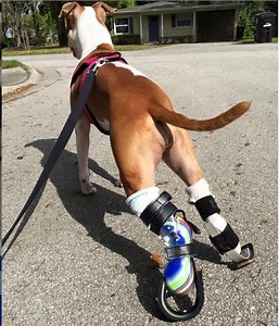 Custom Partial Prosthetic Limbs | Canine Prosthetics