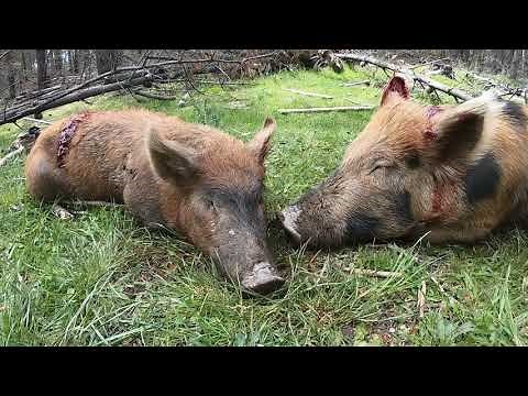 State Forest Pig Hunt NSW