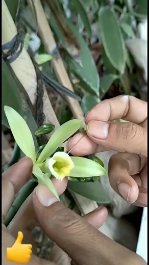 Cara melakukan polinasi/ kawin pada vanili 😉😉 | Petani dan peternak sukses
