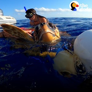 7.7M views · 10K reactions | Watch this huge rescued sea turtle dive back into the ocean and swim home  | The Dodo | Facebook