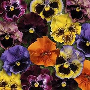 Outsidepride Frizzle Sizzle Mix Viola Pansy Seeds for Planting - 100 Pcs. Perennial, Cold-Hardy & Pollinator Friendly Flowers with Fragrant Blooms for Garden Beds, Borders & Container Displays