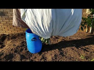 How to protect fruit trees from freezing.