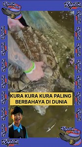 87K views · 537 reactions | Kura kura apling berbahaya didunia #ikanpredator #predatorfish #ikanmonster #kurakura #ast #aligatorsnapingturtle | RaptorFish | Facebook