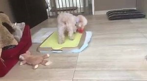 Morning pee | Amber Toy Poodle