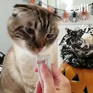 26 reactions · 5 comments | Has your cat tried Catit Creamy yet? This hydrating, lickable treat makes cats go crazy with enjoyment! Find out more about Catit Creamy on https://www.catit.com/shop/catit-creamy-5-pack/ | Catit | Facebook