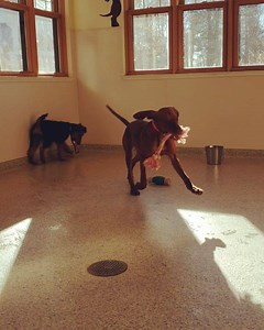 35 reactions | Tara, a five month old Vizsla and Haxel, a four month old Airedale, having a fun relaxing break in the puppy room together.  #qkdogs #quinebaugkennels #dog #ATiredDogisaHappyDog #training #kennel #puppy #happydog #doggrooming #grooming #dogtraining #DoggieDayCare #playcare #dogboarding | Quinebaug Kennels: QK Dogs | Facebook