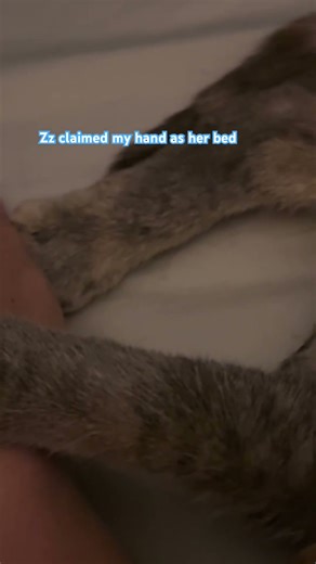 Human Captured, Cat Fell Asleep 💤 | Funny Cat Short