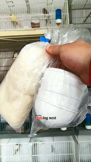 Nesting preparation🐣😃 ‌ #nest #canarybreeding #glostercanary #Canáriocolor #kanarek #canarie #Canárias #الكناري #birds #カナリア鳥 #Канария #kanarya #cazacanario #ক্যানারি #कैनरी | Fabio Canavarro