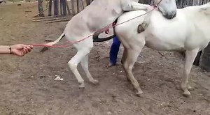 Donkey breeding mare
