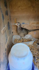 How Is The Pheasant Doing? #pheasant