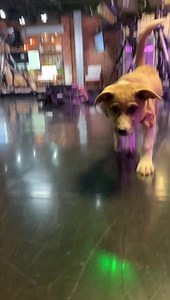 Nashville Humane Association on Reels