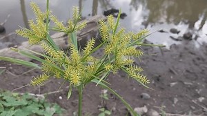 Closeup Cyperus rotundus ou ervilha ou: vídeo stock (100% livre de direitos) 3641713447 | Shutterstock
