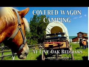 COVERED WAGON CAMPING at Live Oak Belgians