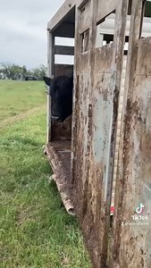 Big dudes going to work #reels #farming #farmlife #animals #cows | Sonne Farms