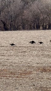 2.6K views · 21 reactions | Turkeys | Midwest Whitetail Adventures | Facebook