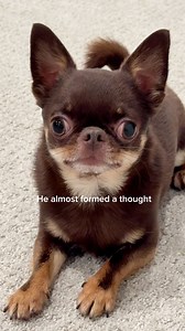 44K views · 2K reactions | Not a single brain cell✨ | The Stadler Fam | Facebook