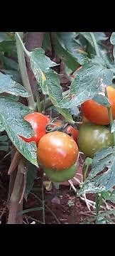 Tomato farming Kenya (Harvesting)- Amari Smart Farm