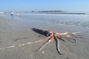 Trovato un rarissimo calamaro gigante di 330 kg e 4 metri su una spiaggia del Sud Africa