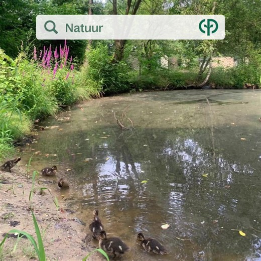 Rustgevend, toch? #centerparcs #erperheide #natuur | Center Parcs Erperheide
