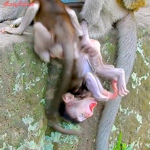 12K views · 298 reactions | Not bad seriously moments of baby monkey with the bad playing in deep pool.#babymonkey #monkey #monkeys #monkeylove #MonkeyLife | Emery Monkey | Facebook