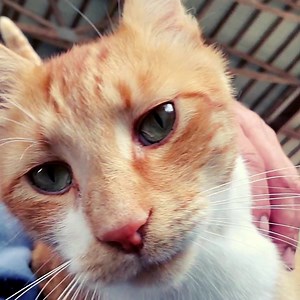 🐾 Exciting News for Cat Lovers! 🐾 Are you ready to deepen the bond with your feline friend and truly understand their behavior? 🐱 Join us for the upcoming online course - "Getting in TTouch with Your Cat" with renowned Animal Behaviourist, author and Tellington TTouch Instructor Toni Shelbourne! 🌟 🗓️ Date: September 10 & 17 2023 - 16.00 to 18.00 (GMT) 📅 Duration: Two hour live interactive sessions 🔗 Register: Follow the link below 🌈 Uncover the secrets of cat behavior and enhance your ca