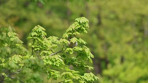 23 reactions | Nest Building Video. Female Baltimore Oriole | Schoharie County Photos | Facebook